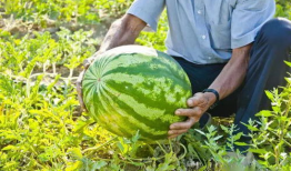 广西柳州吃瓜爆料视频,揭秘当地美食背后的故事